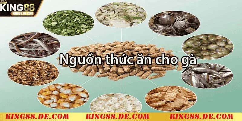 Nuôi Gà Chọi Mới Nở King88 - Kỹ Thuật Chăm Sóc Cho Chiến Kê Chế độ ăn uống cho gà chọi mới nở