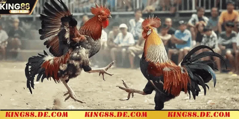 Đá Gà Thomo Campuchia King88 - Trường Gà Uy Tín Hàng Đầu Đá gà Thomo Campuchia: Cái nhìn tổng quan