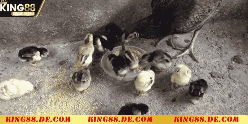 Nuôi Gà Chọi Mới Nở King88 - Kỹ Thuật Chăm Sóc Cho Chiến Kê Đặc điểm sinh lý của nuôi gà chọi mới nở