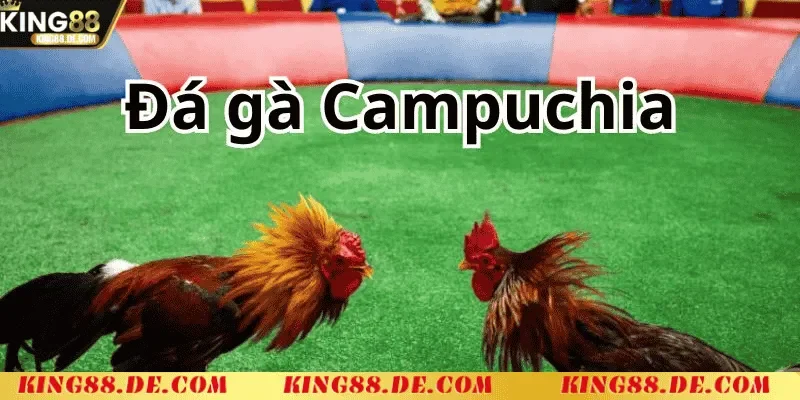 Đá Gà Thomo Campuchia King88 - Trường Gà Uy Tín Hàng Đầu kinh nghiem ca cuoc da ga thomo campuchia hieu qua