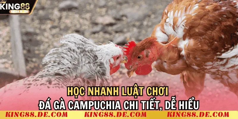 Đá Gà Thomo Campuchia King88 - Trường Gà Uy Tín Hàng Đầu Luật chơi đá gà Thomo Campuchia