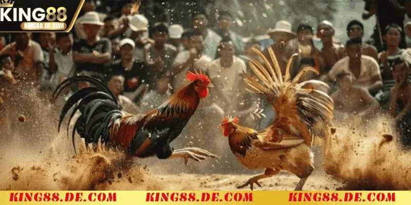 Luật chơi và quy định cần biết