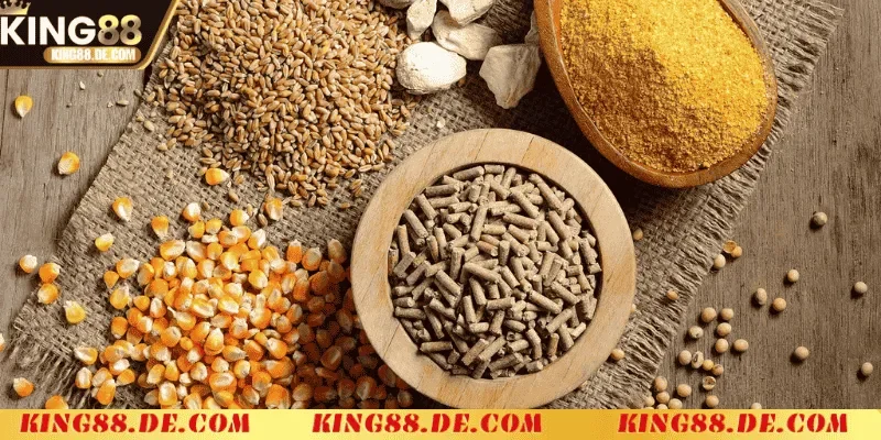 Nuôi Gà Không Bị Bệnh King88 - Bí Quyết Giúp Gà Khỏe Mạnh Quan tâm chế độ dinh dưỡng cho gà